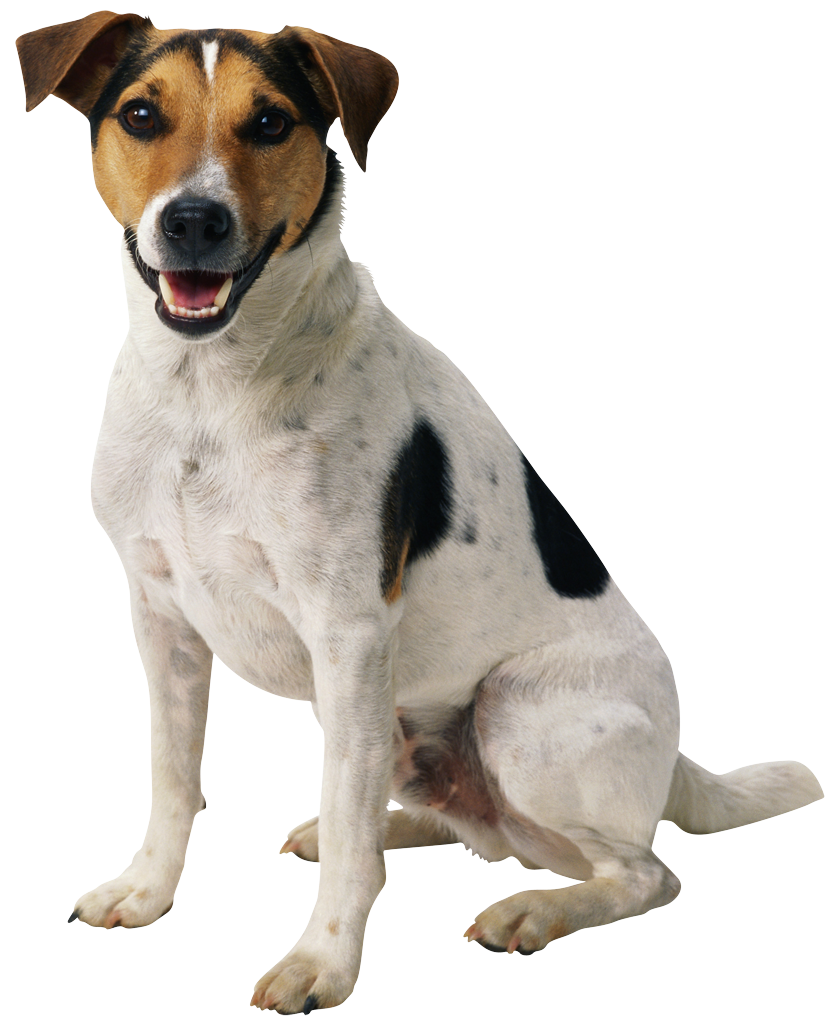 Jack Russell Dog Sitting