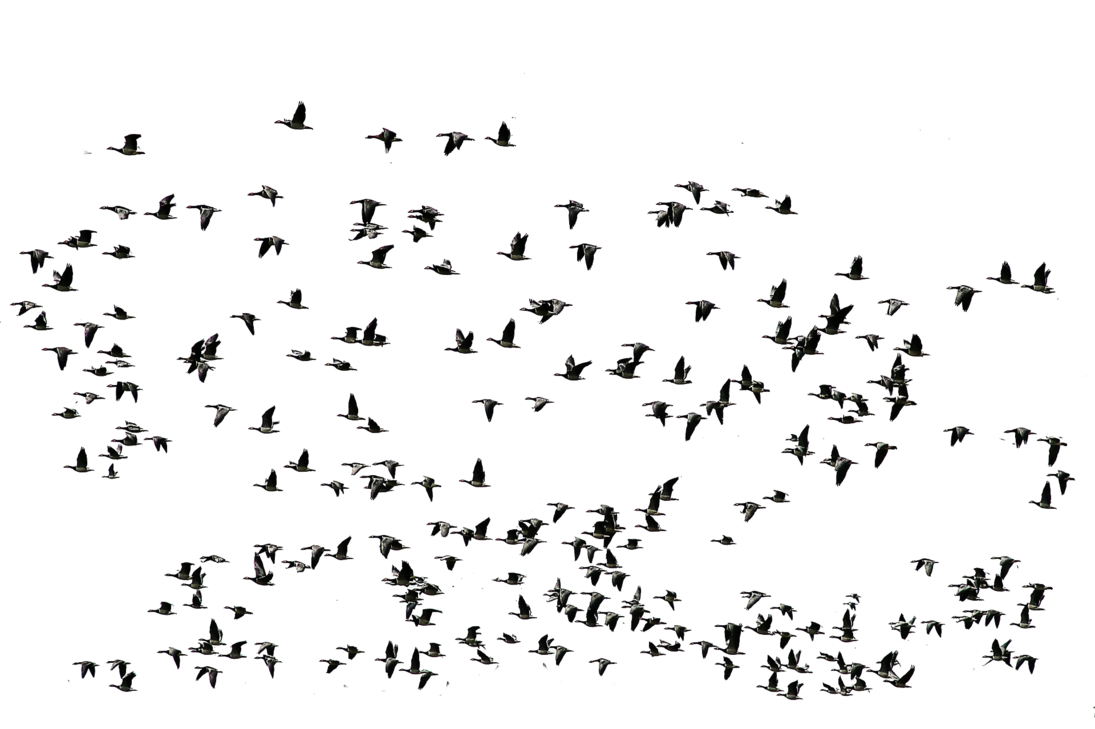 Large Bird Flock Silhouette