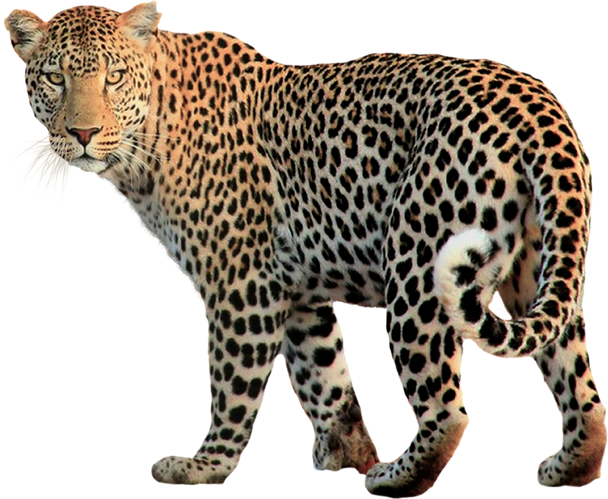 Leopard Walking