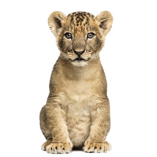 Lion Cub Sitting
