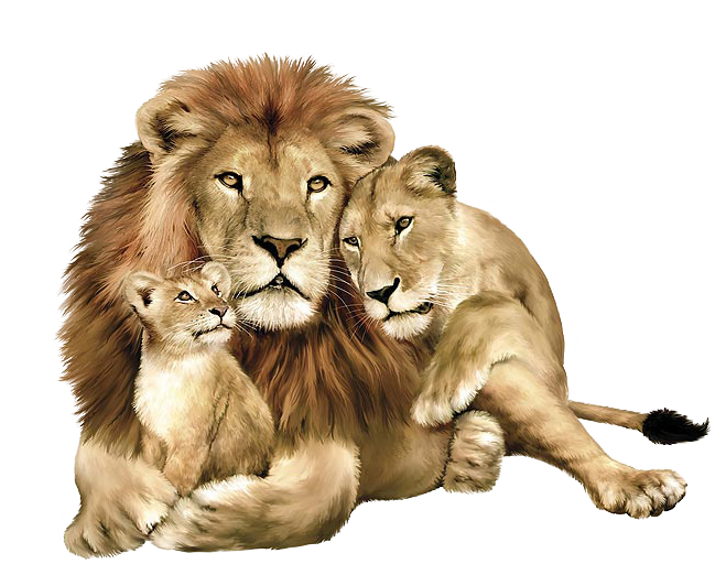 Lion Family