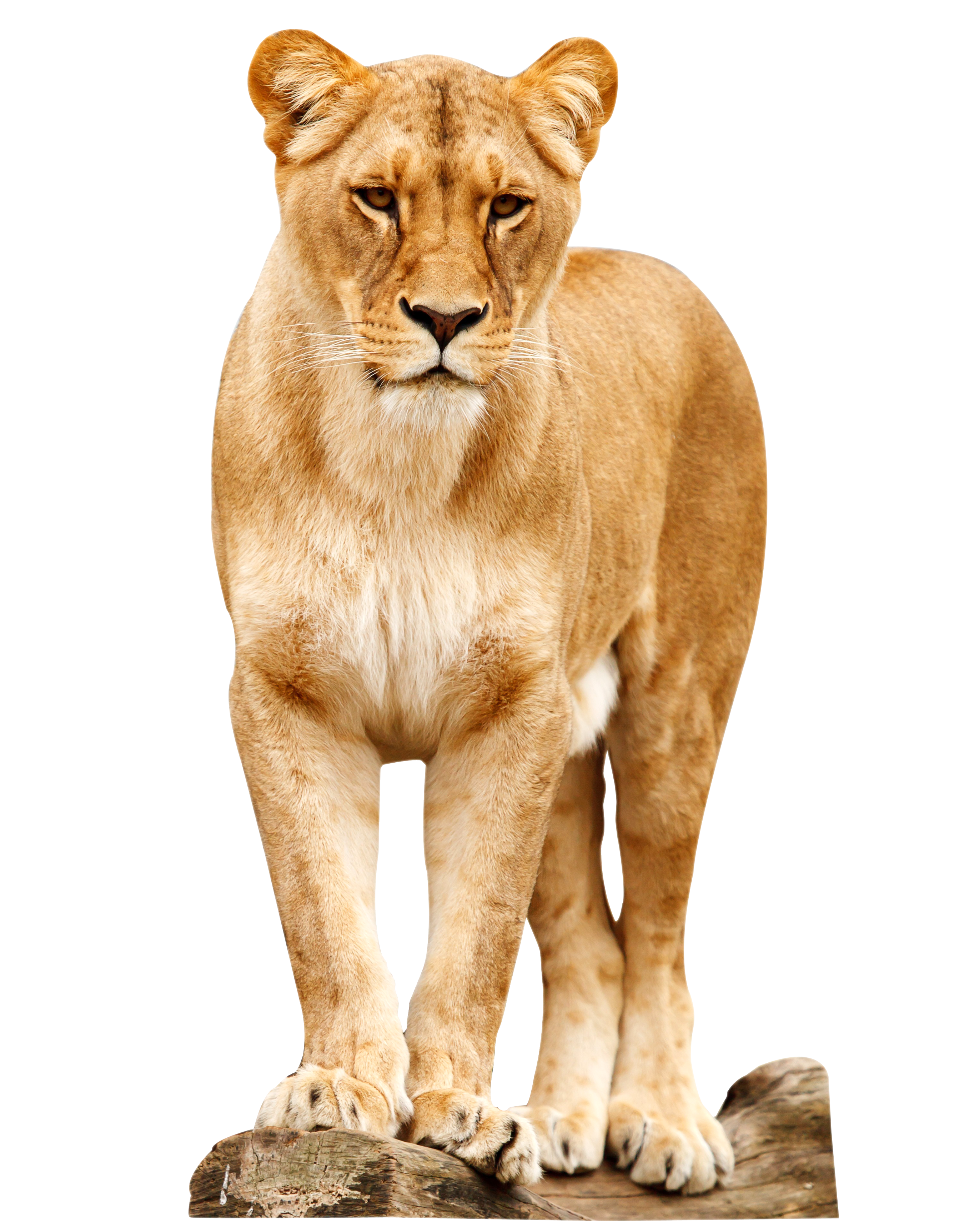Lioness Standing