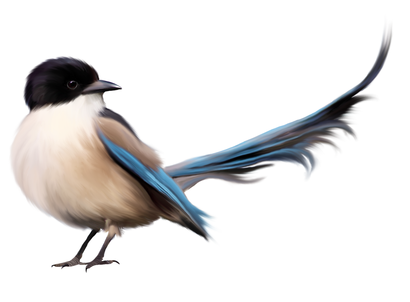 Long Tailed Magpie