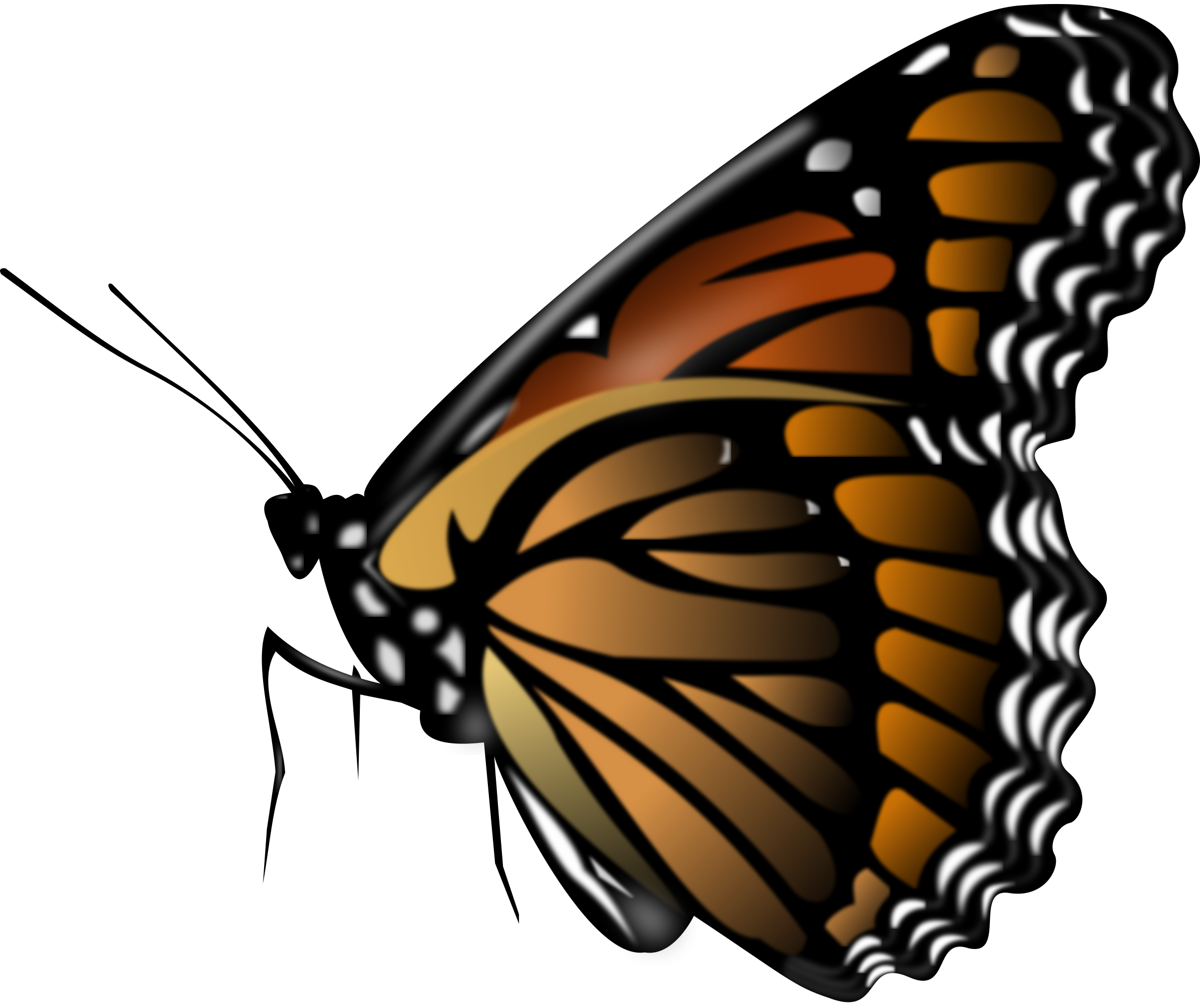 Monarch Butterfly