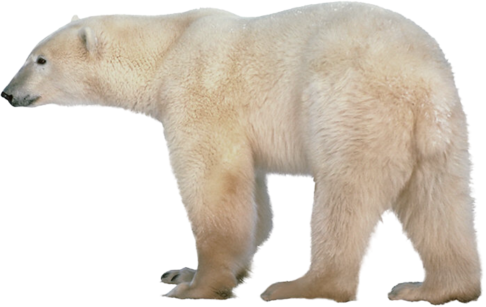 Polar Bear Side View