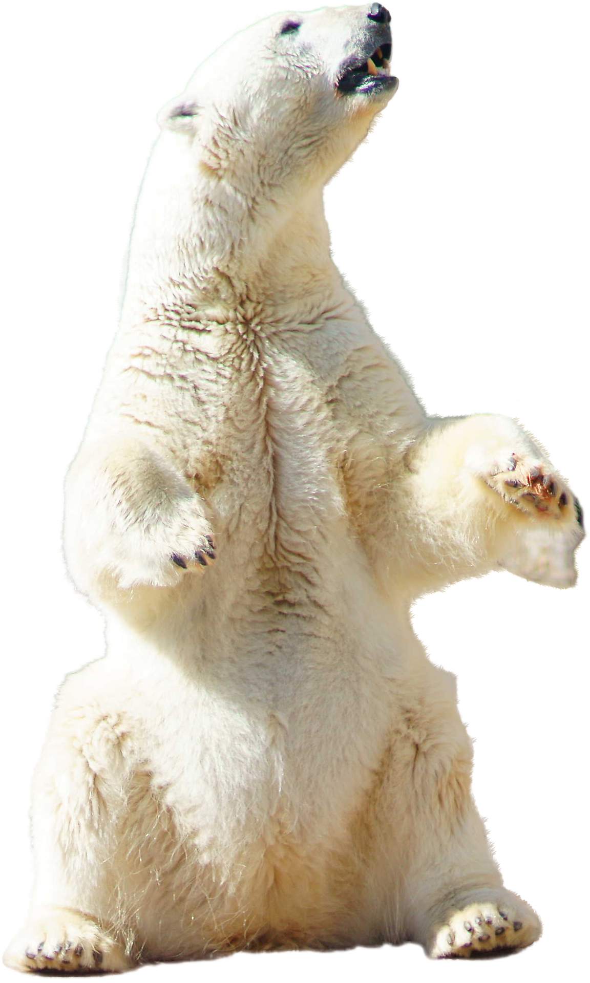 Polar Bear With Cub Standing