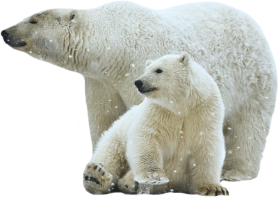Polar Bear With Cub