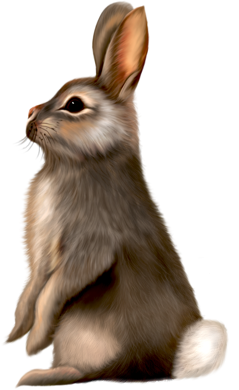 Rabbit Sitting Side View