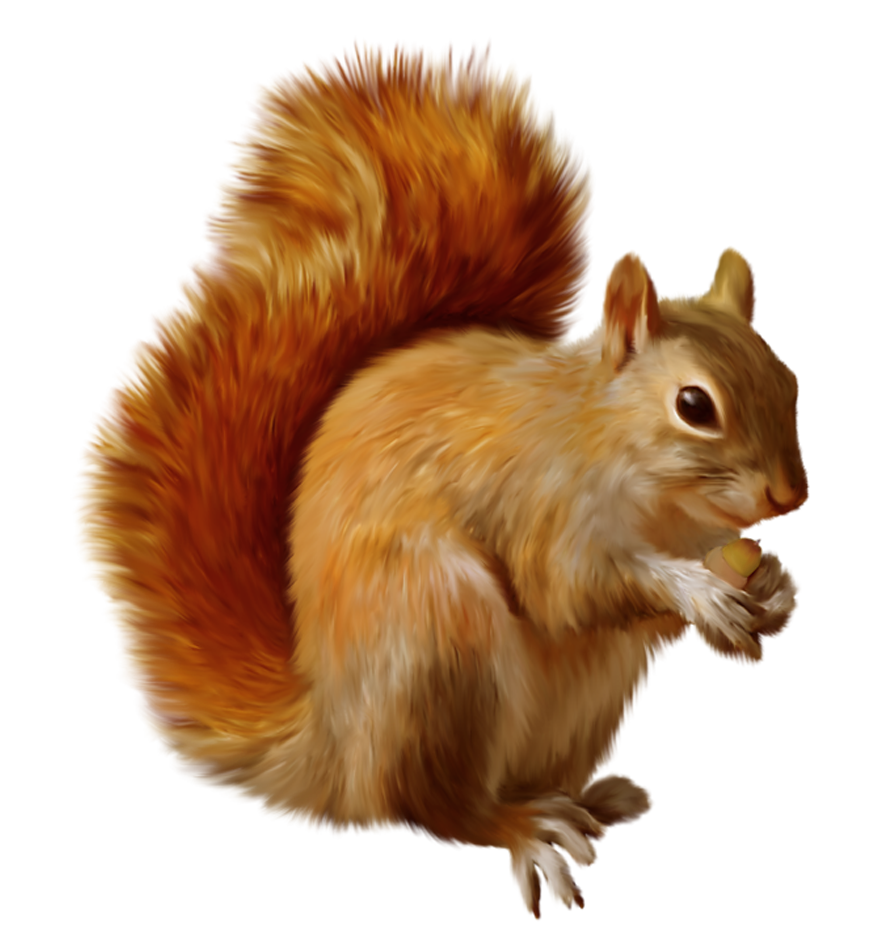 Red Squirrel Eating