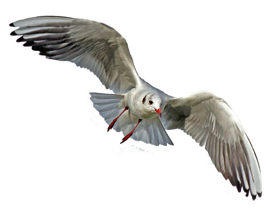 Seagull Flying