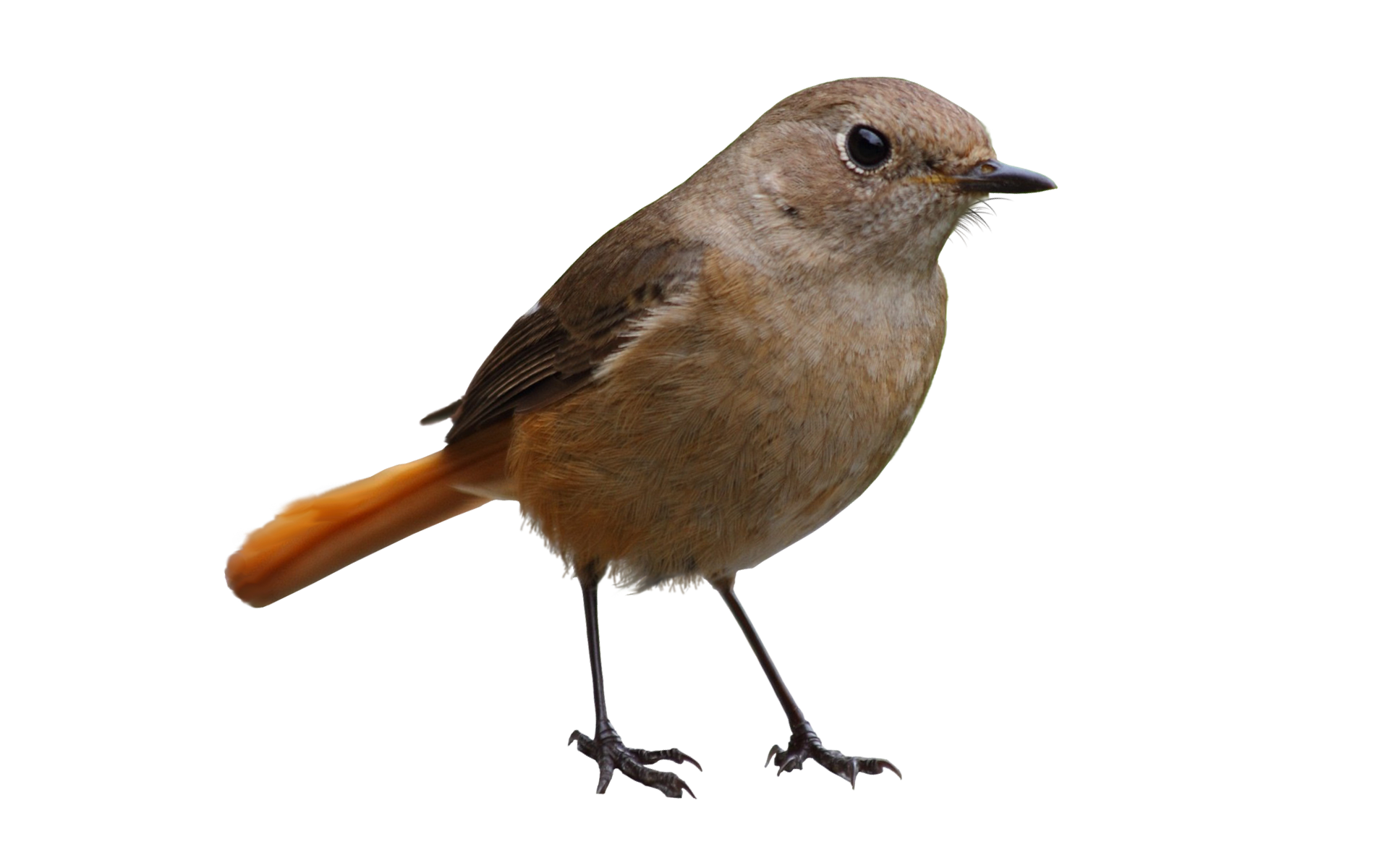 Small Brown Songbird with Orange Tail