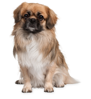 Small Long Haired Dog Sitting