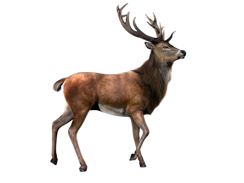 Stag Deer Walking