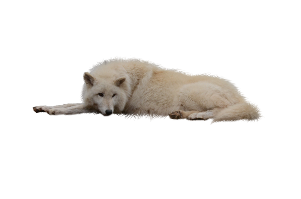 White Wolf Cub Sleeping