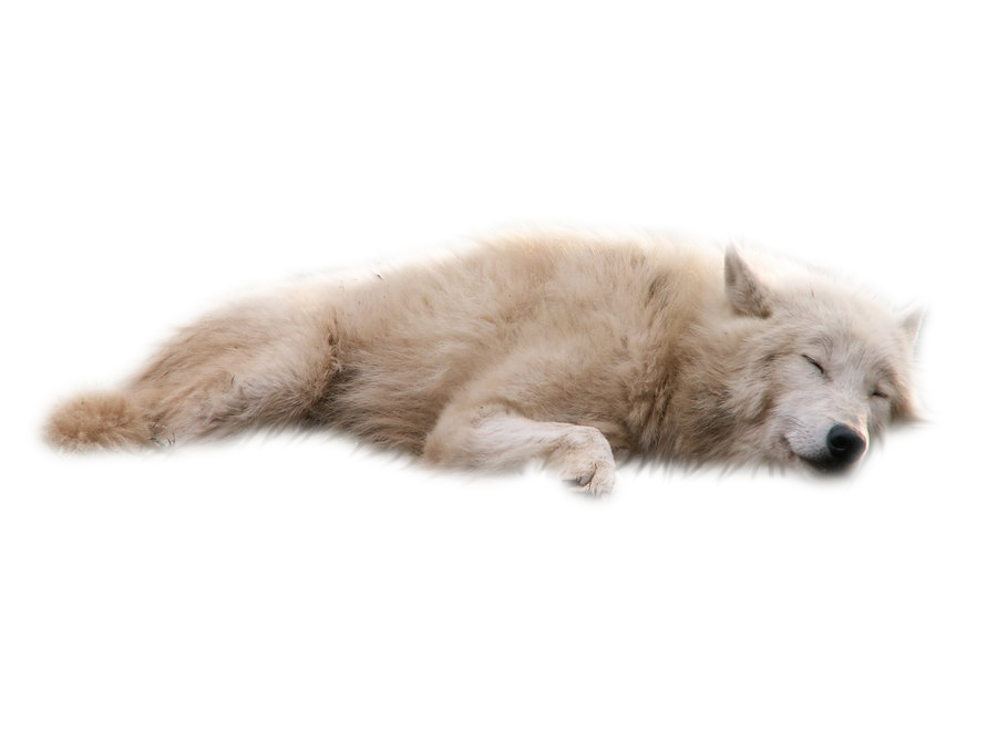 White Wolf Sleeping