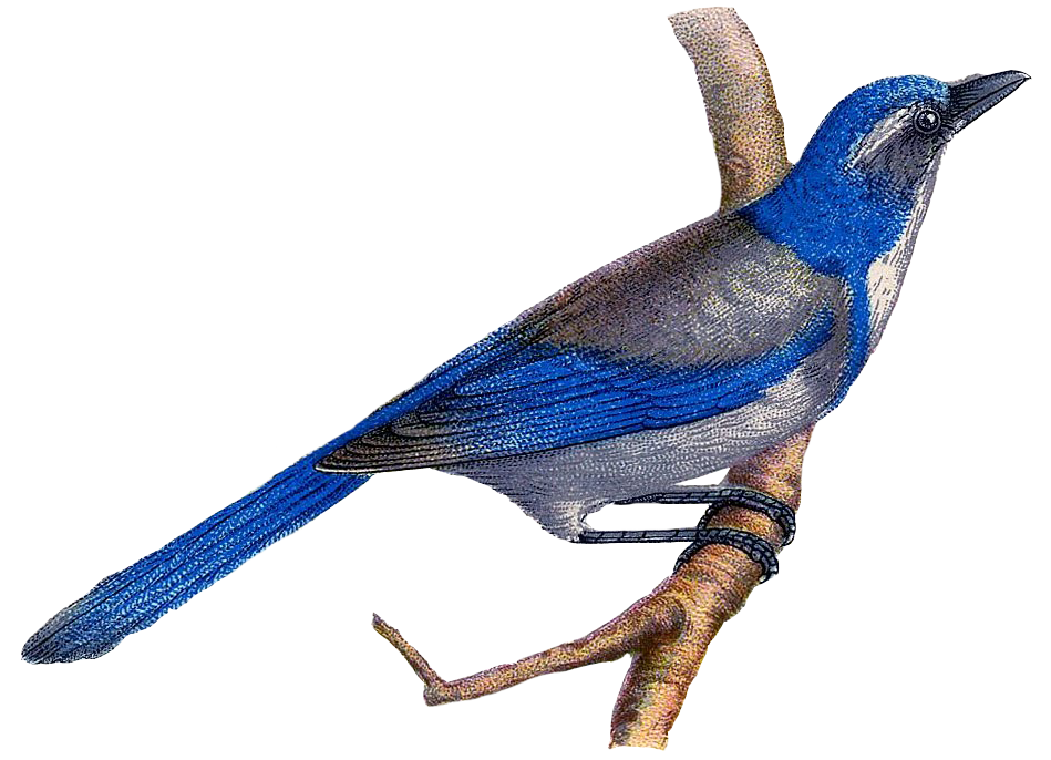 Blue Bird Perched On Branch