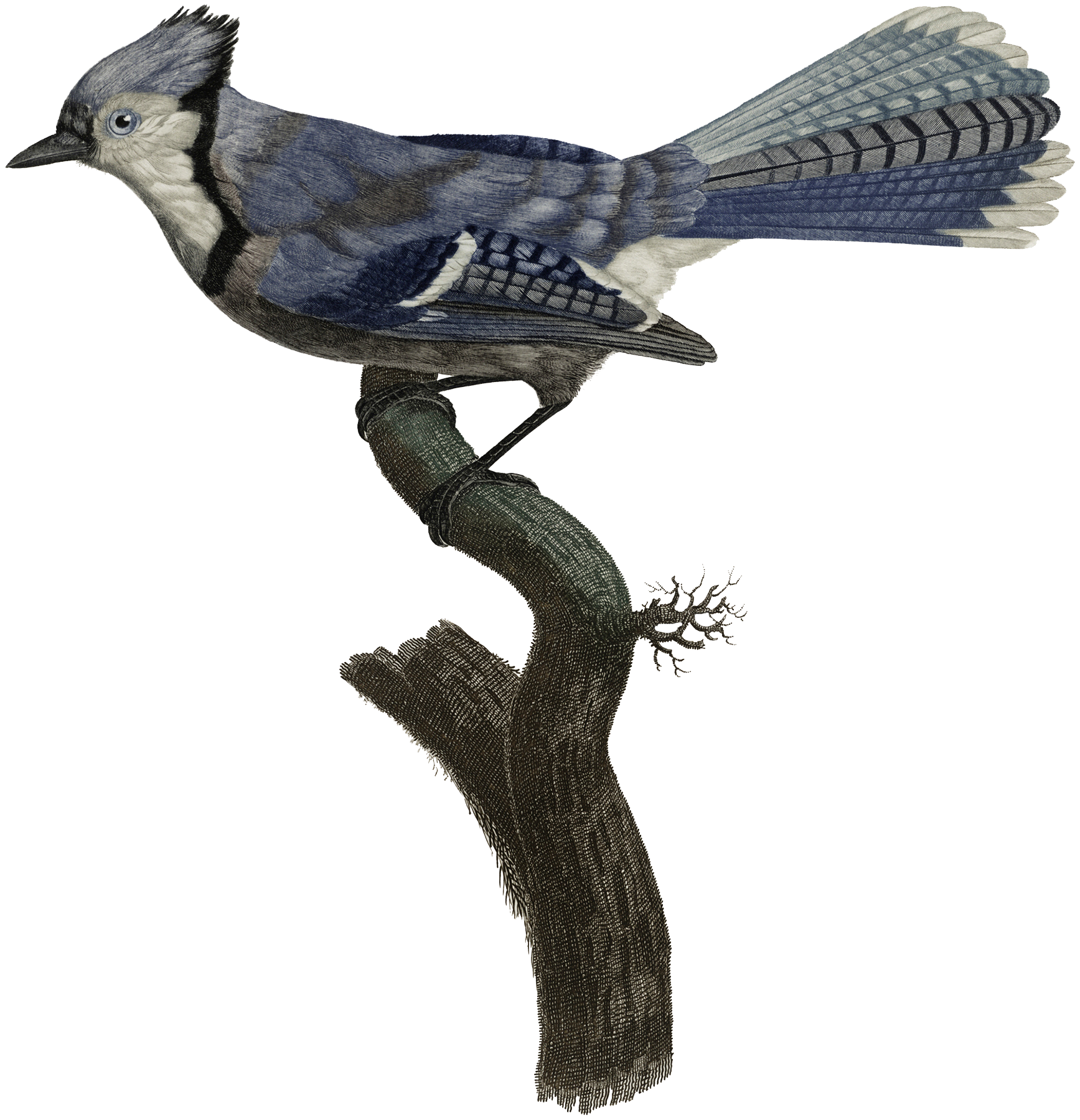 Crested Blue Jay Perched on Branch
