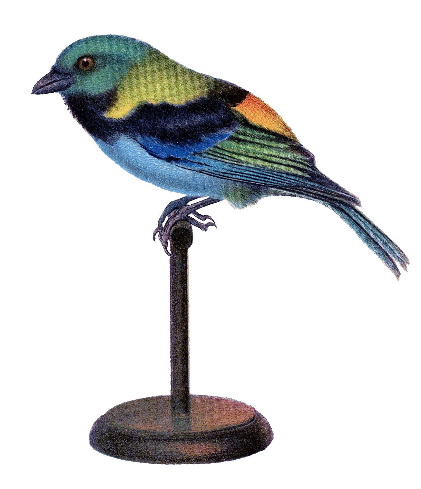 Colorful Bird Perched On Stand