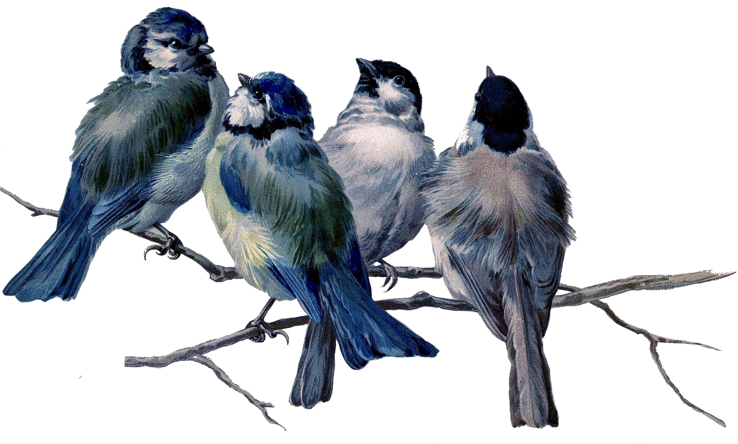 Four Small Birds On Branch