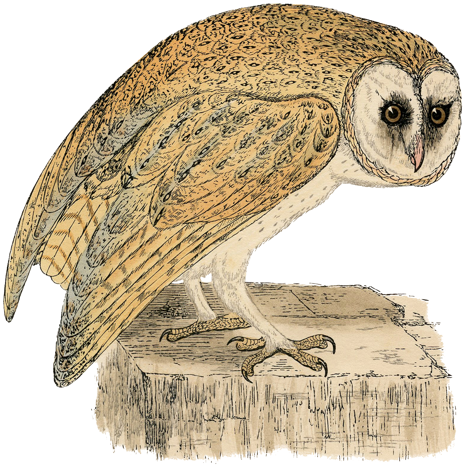 Owl Perched