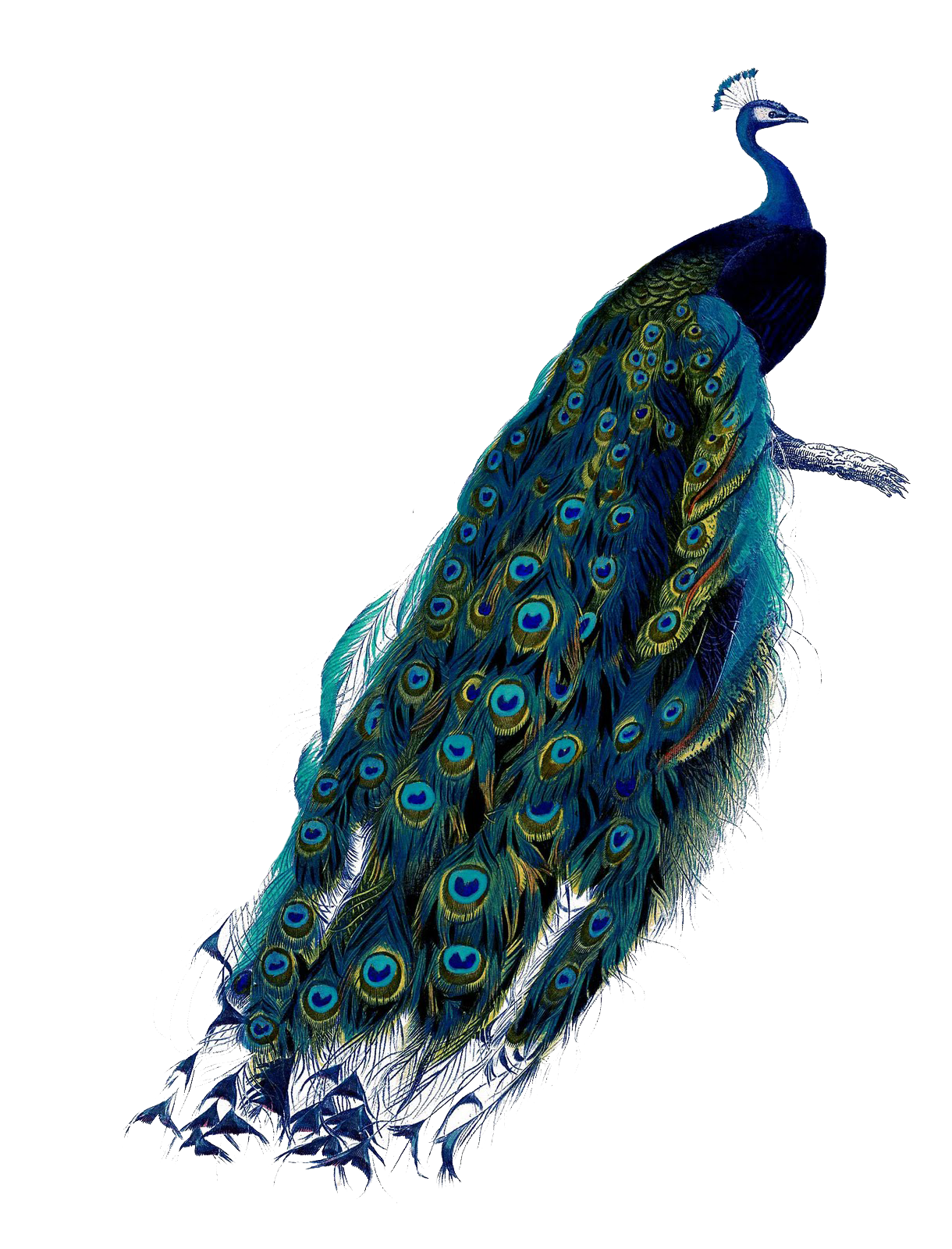 Peacock with Teal Gold Fanned Tail