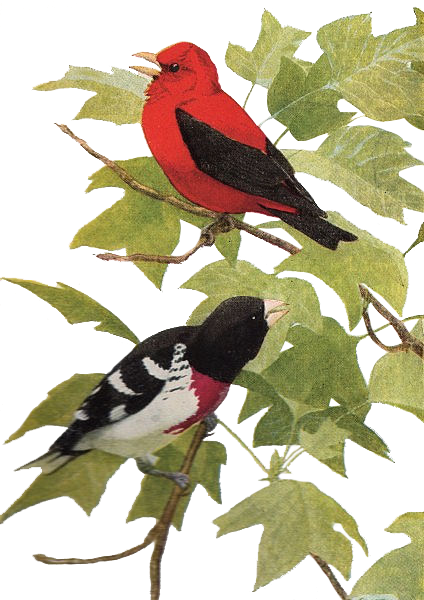 Red And Black Birds On Branch