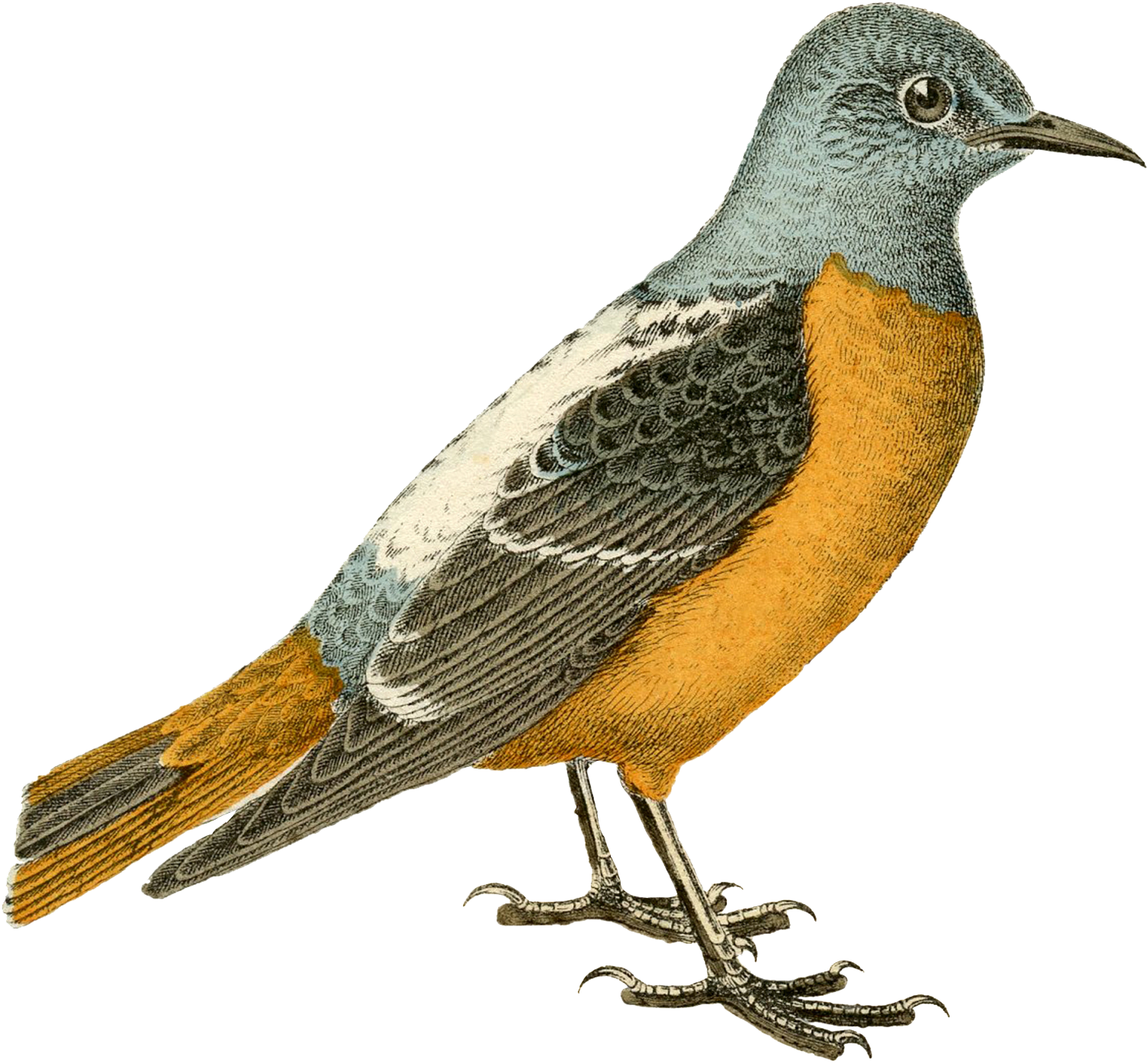 Robin Illustration