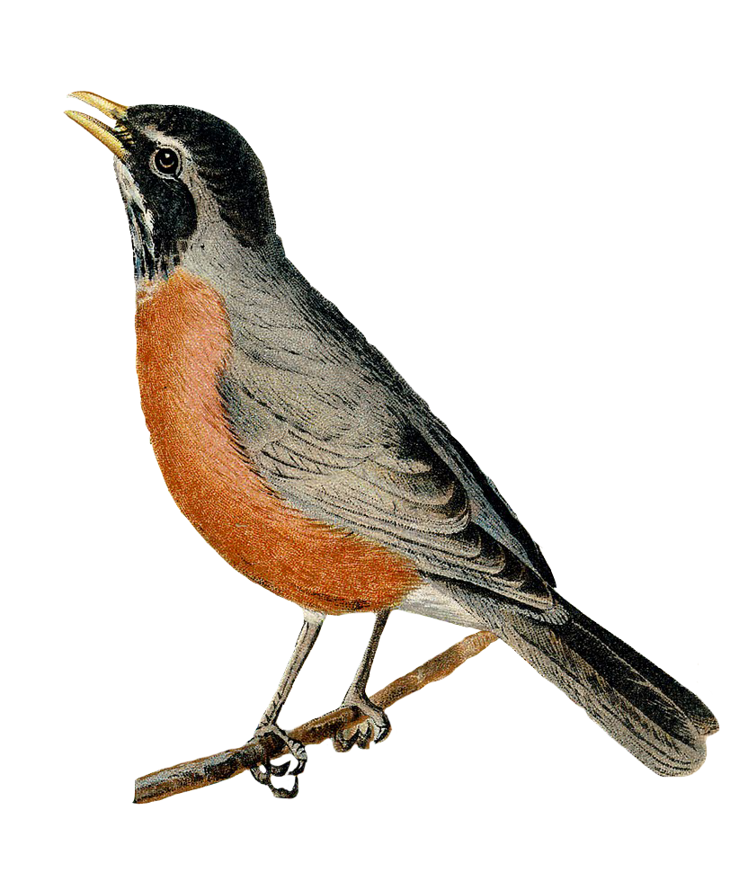 Robin Perched