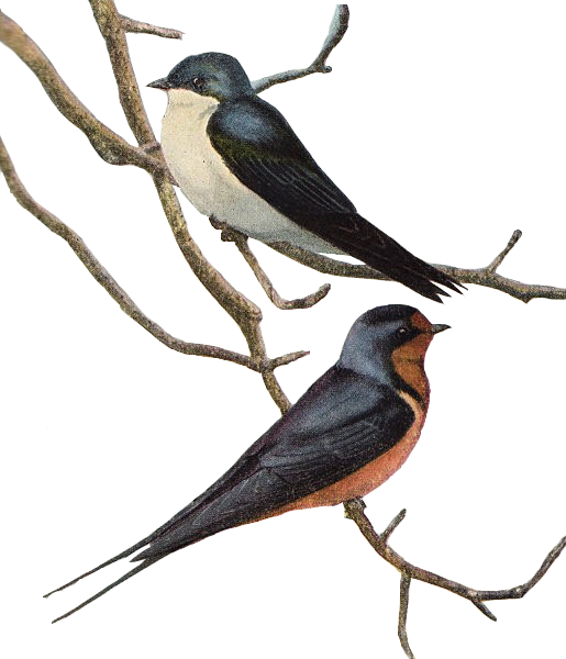 Two Birds On Branches