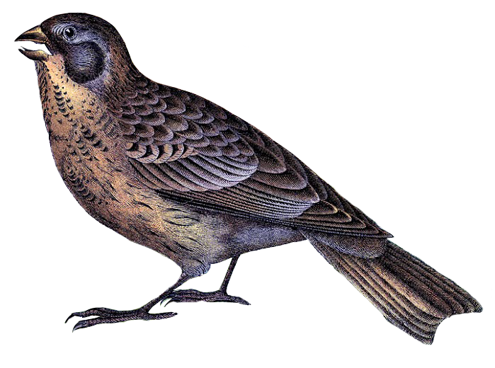 Brown Songbird Perched