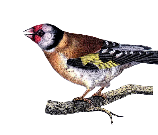 Goldfinch Perched