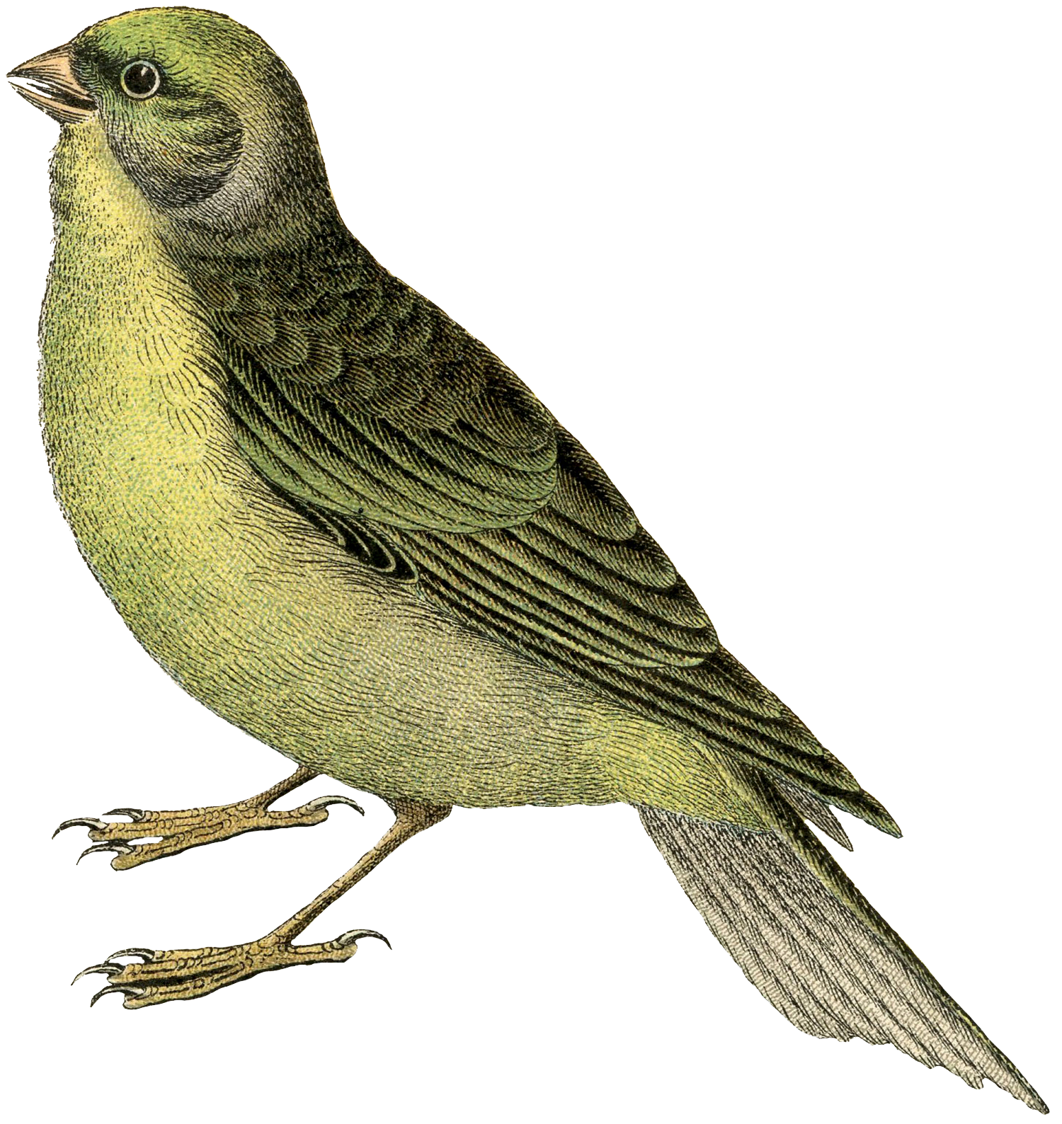 Green Songbird Side View