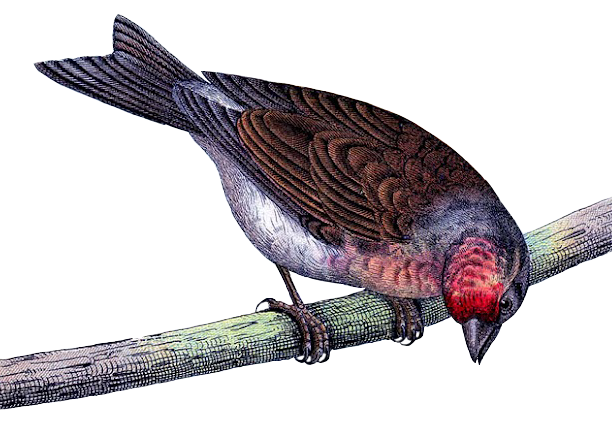 Red Faced Finch Perched