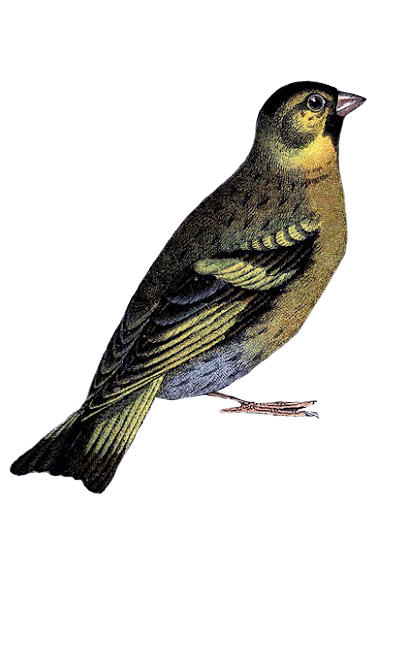 Yellow Black Songbird