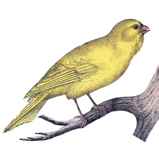 Yellow Canary Perched