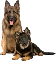 Adult And Young German Shepherd