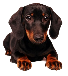 Black Dachshund Puppy Lying Front