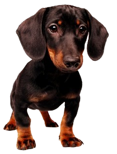 Black Dachshund Puppy Standing