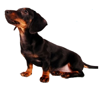 Black Dachshund Sitting