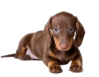 Brown Dachshund Puppy Lying Front