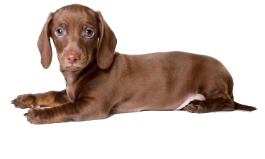 Brown Dachshund Puppy Lying