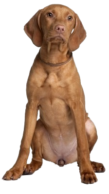 Brown Dog Sitting Front