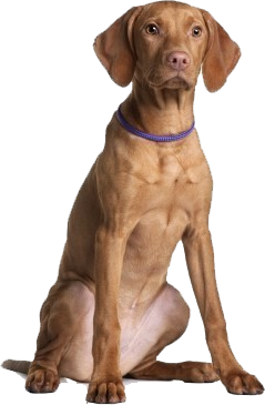 Brown Dog Sitting