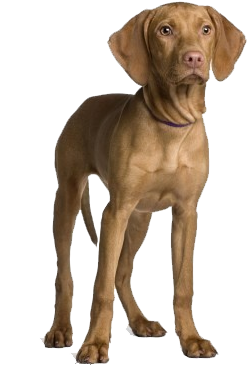 Brown Dog Standing