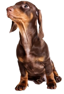 Dachshund Puppy Sitting Looking Up