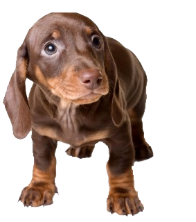 Chocolate and Tan Dachshund Puppy Standing