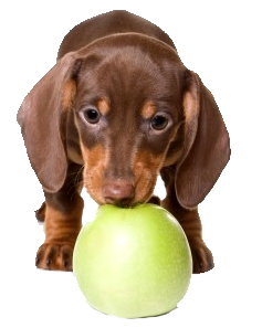 Dachshund Puppy With Green Ball Front