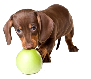 Dachshund Puppy With Green Ball