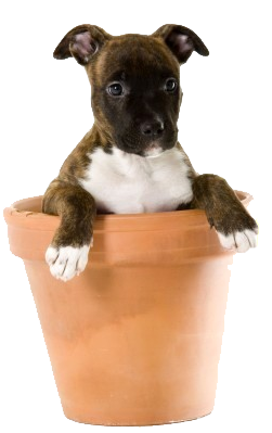 Dark Puppy In Flower Pot