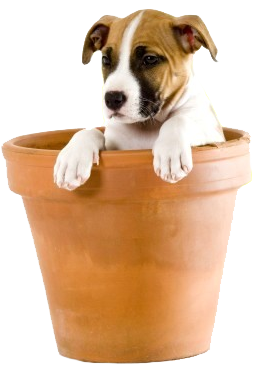 Puppy In Flower Pot Front View